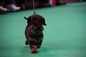 Crufts2011_2 1115